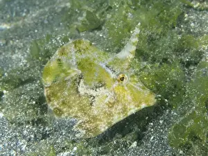 Sea Fish Prints: Well camouflaged fish, seagrass filefish (Acreichthys tomentosus)