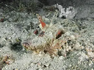 Adaptions Prints: Camouflaged fish, Spiny Devilfish (Inimicus didactylus)