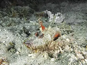 Adaptions Prints: Camouflaged fish, Spiny Devilfish (Inimicus didactylus)