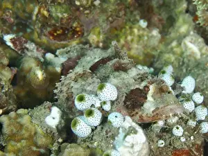 Camouflages Prints: A camouflaged fish with white and colourful spots