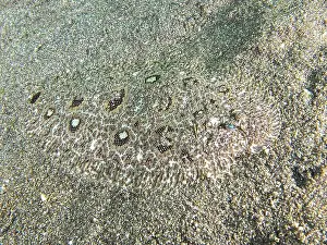 Camouflages Prints: A camouflaged flounder, Angler-Butt (Asterorhombus fijiensis)