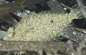 Sea Fish Prints: A well camouflaged flounder, eyespot dwarf turbot (Zeugopterus regius)