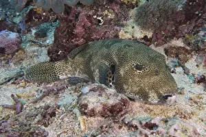 Adaptions Prints: A camouflaged giant pufferfish (Arothron stellatus) lies on a colourful seabed