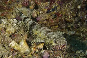 Adaptions Prints: A well camouflaged gracile lizardfish (Saurida gracilis)