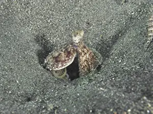 Octopuses Prints: A well camouflaged Marbled Octopus (Amphioctopus aegina) in a sandy environment