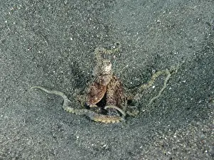 Camouflaging Prints: Camouflaged Marbled Octopus (Amphioctopus aegina) on sandy seabed in relaxed position