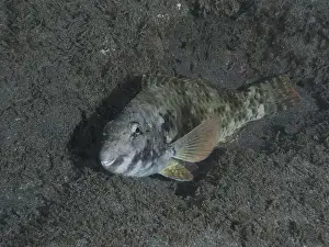 Canary Island Prints: A well camouflaged Mediterranean parrotfish (Sparisoma cretense) resting on the sandy seabed at night