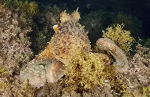 Camouflaging Prints: A camouflaged octopus, Common Octopus (Octopus vulgaris)