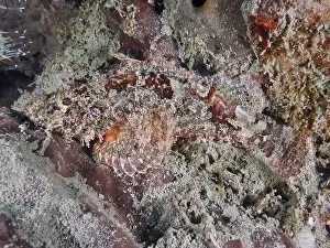 Camouflages Prints: A well camouflaged Papuan scorpionfish (Scorpaenopsis papuensis) adapting to the rocky underwater environment