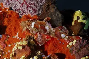 Camouflages Prints: A well camouflaged Papuan scorpionfish (Scorpaenopsis papuensis) on colourful and textured sea sponges