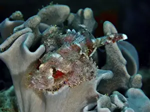 Camouflages Prints: A well camouflaged Papuan scorpionfish (Scorpaenopsis papuensis) rests on a coral rich in structure on the seabed