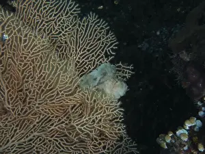 Horn Corals Prints: A well camouflaged rocking fish (Taenianotus triacanthus) is hidden between branching corals