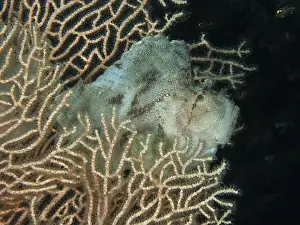 Poisonous Animal Prints: Camouflaged rocking fish (Taenianotus triacanthus) in the shape of a leaf between coral branches