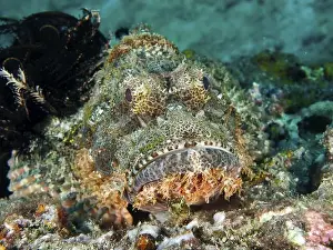 Camouflages Prints: A well camouflaged scorpionfish