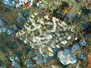 Camouflages Prints: Camouflaged seagrass filefish (Acreichthys tomentosus) moves in a colourful environment with sea squirts