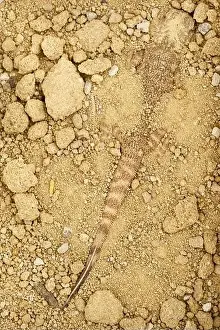 Diurnal Prints: Camouflaged Secret Toadhead Agama lizard (Phrynocephalus mystaceus)