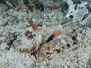 Camouflaging Prints: A camouflaged spiny devil fish (Inimicus didactylus) lies barely visible on the sandy seabed