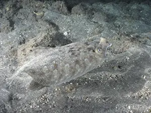 Huts Prints: A well camouflaged wide-eyed turbot (Bothus podas maderensis) resting on the sandy seabed