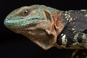 Sideview Prints: Campeche spiny-tailed iguana (Cachryx alfredschmidti)