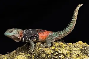 Sideview Prints: Campeche spiny-tailed iguana (Cachryx alfredschmidti)