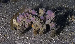 Aquatic Animal Prints: Camposcia retusa - decorator crab