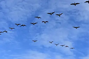 Black Head Prints: Canada Geese