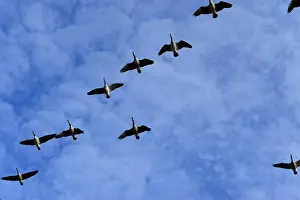 Black Head Prints: Canada Geese