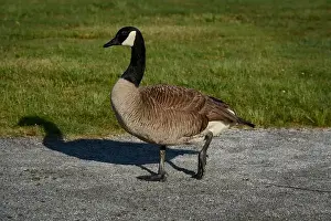Canadian Geese Prints: Canada geese (Branta canadenis) in a public park in Flat Rock, North Carolina