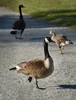 Canadian Geese Prints: Canada geese (Branta canadenis) in a public park in Flat Rock, North Carolina