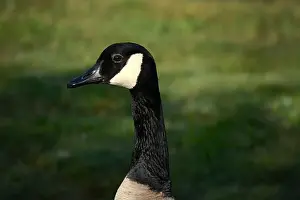 Canadian Geese Prints: Canada geese (Branta canadenis) in a public park in Flat Rock, North Carolina