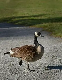 Canadian Geese Prints: Canada geese (Branta canadenis) in a public park in Flat Rock, North Carolina