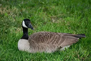 Canadian Geese Prints: Canada geese (Branta canadenis) in a public park in Flat Rock, North Carolina