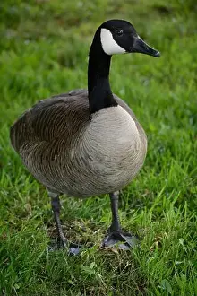 Canadian Geese Prints: Canada geese (Branta canadenis) in a public park in Flat Rock, North Carolina