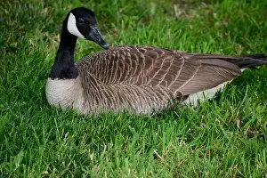 Canadian Geese Prints: Canada geese (Branta canadenis) in a public park in Flat Rock, North Carolina