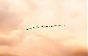 Flock Of Birds Prints: Canada Geese (Branta canadensis)