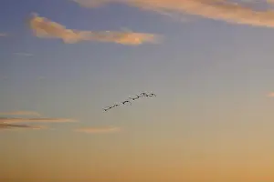 Flock Of Birds Prints: Canada Geese (Branta canadensis)