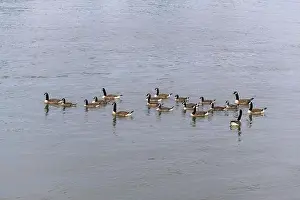 Baden Wuerttemberg Prints: Canada geese (Branta canadensis), group, Baden-Wuerttemberg, Germany