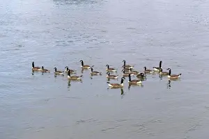 Baden Wuerttemberg Prints: Canada geese (Branta canadensis), group, Baden-Wuerttemberg, Germany