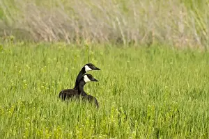 Burns Prints: Canada geese (Branta canadensis), Malheur National Wildlife Refuge, Oregon