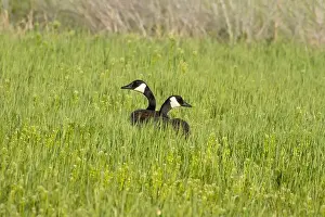 Burns Prints: Canada geese (Branta canadensis), Malheur National Wildlife Refuge, Oregon