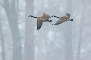 Quebec Province Prints: Canada geese (branta canadensis)