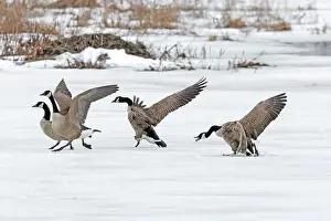 Quebec Province Prints: Canada geese (branta canadensis)