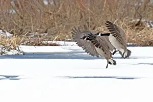 Quebec Province Prints: Canada geese (branta canadensis)