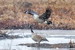 Quebec Province Prints: Canada geese (branta canadensis)