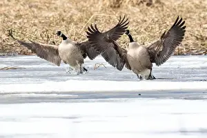 Quebec Province Prints: Canada geese (branta canadensis)