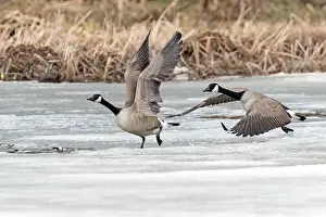 Quebec Province Prints: Canada geese (branta canadensis)