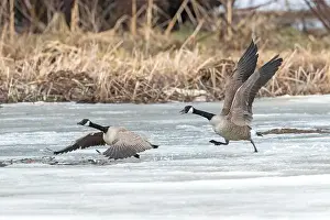 Quebec Province Prints: Canada geese (branta canadensis)