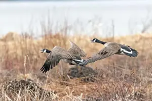 Quebec Province Prints: Canada geese (branta canadensis)