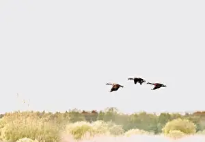 High Key Prints: Canada Geese (Branta canadensis)