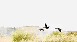 High Key Prints: Canada Geese (Branta canadensis)
